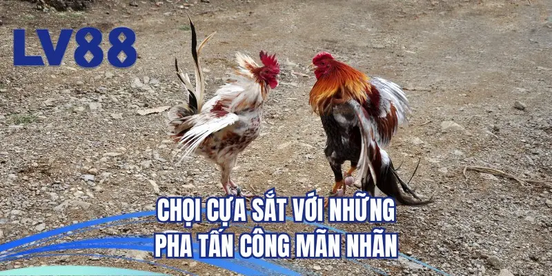 Chọi cựa sắt với những pha tấn công mãn nhãn